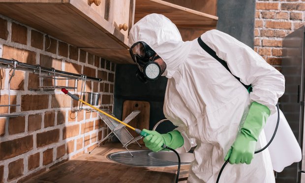 Böcekler ve Kemirgenlerin Çoğalması: Nedenleri ve Çözüm Önerileri