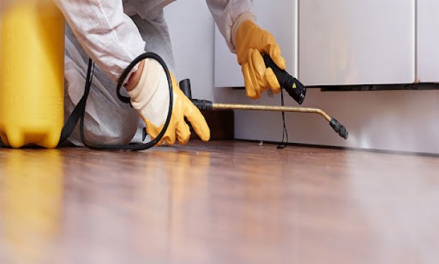 Hamam Böcekleri ve Tahta Kuruları: Evinizin Korkulu Rüyası