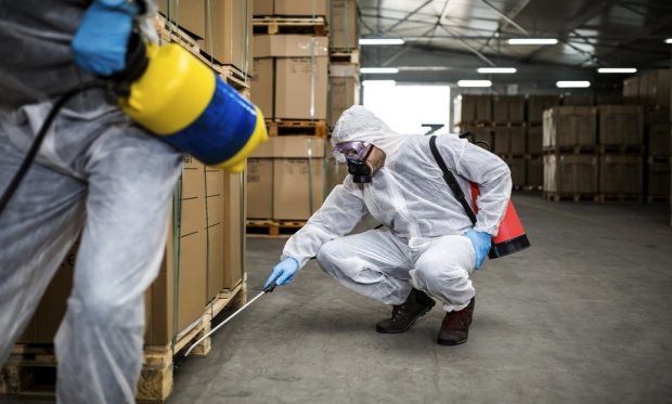 Haşere ve Böceklerin Çoğalması: Nedenleri ve Önlemler